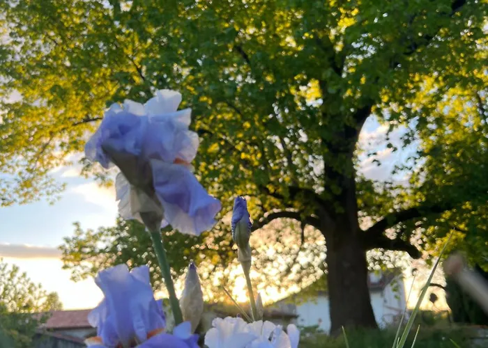 La Colline De Tilleul - De La Colline 4 Star Rated - Beautiful Near Aubeterre Сasa de vacaciones Saint-Romain (Charente)